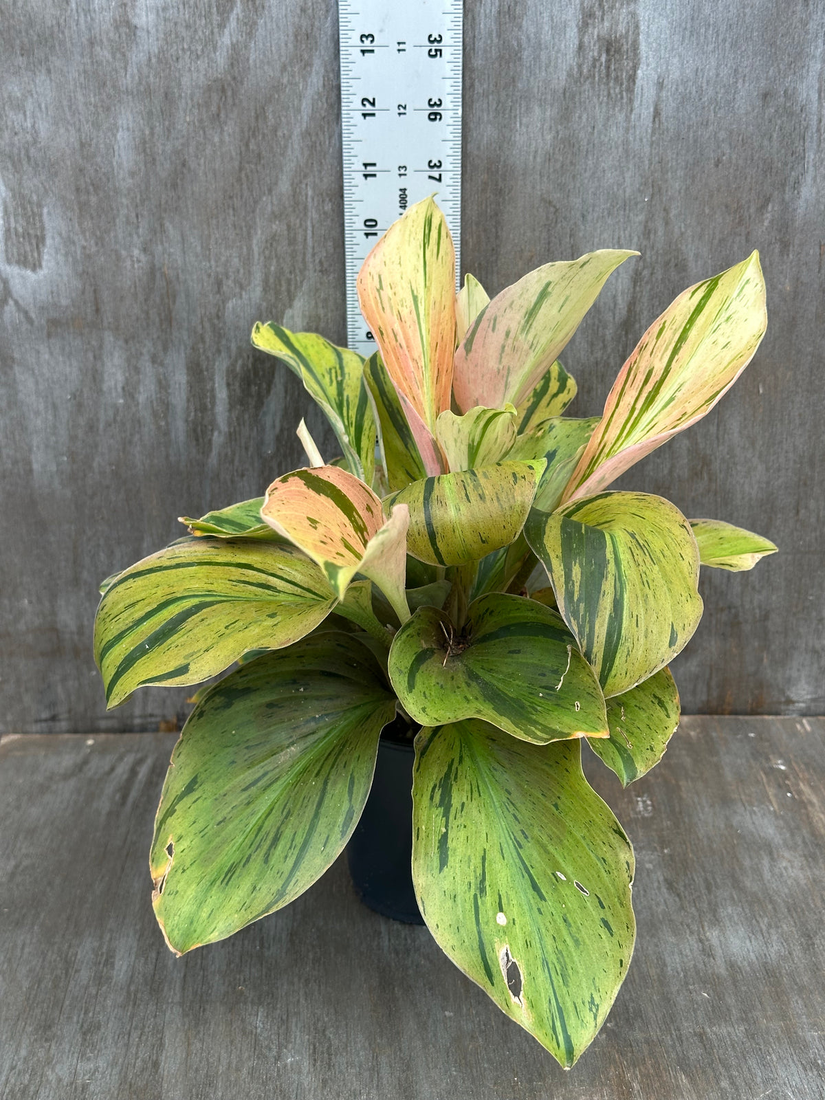 Kaempferia Pulchra Variegated