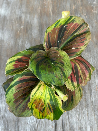 Kaempferia Pulchra Variegated