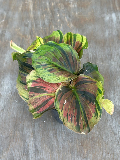 Kaempferia Pulchra Variegated