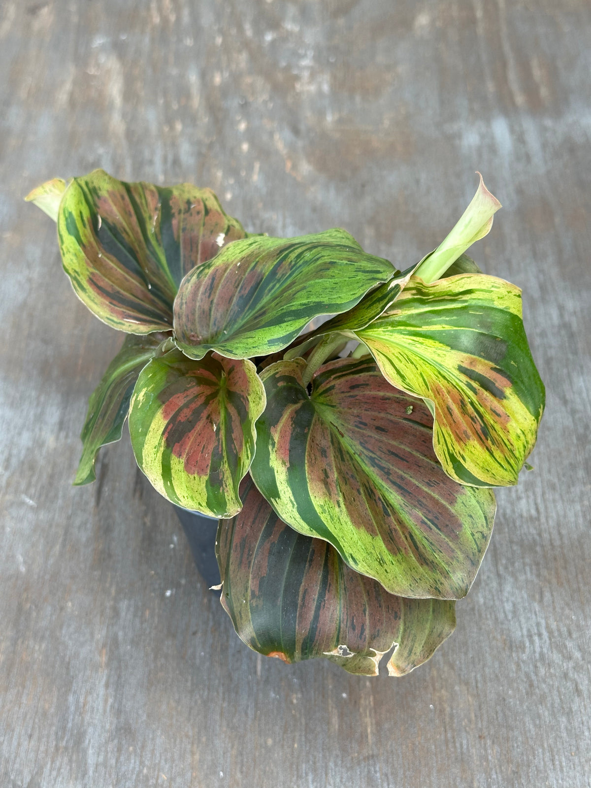Kaempferia Pulchra Variegated