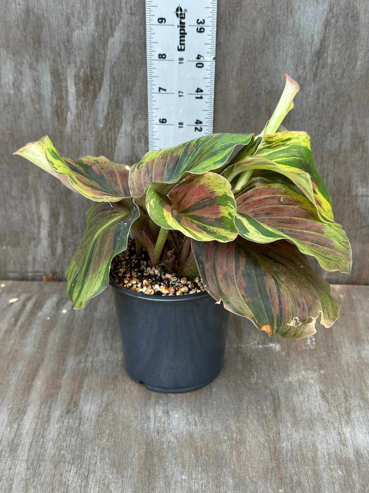 Kaempferia Pulchra Variegated