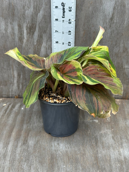 Kaempferia Pulchra Variegated