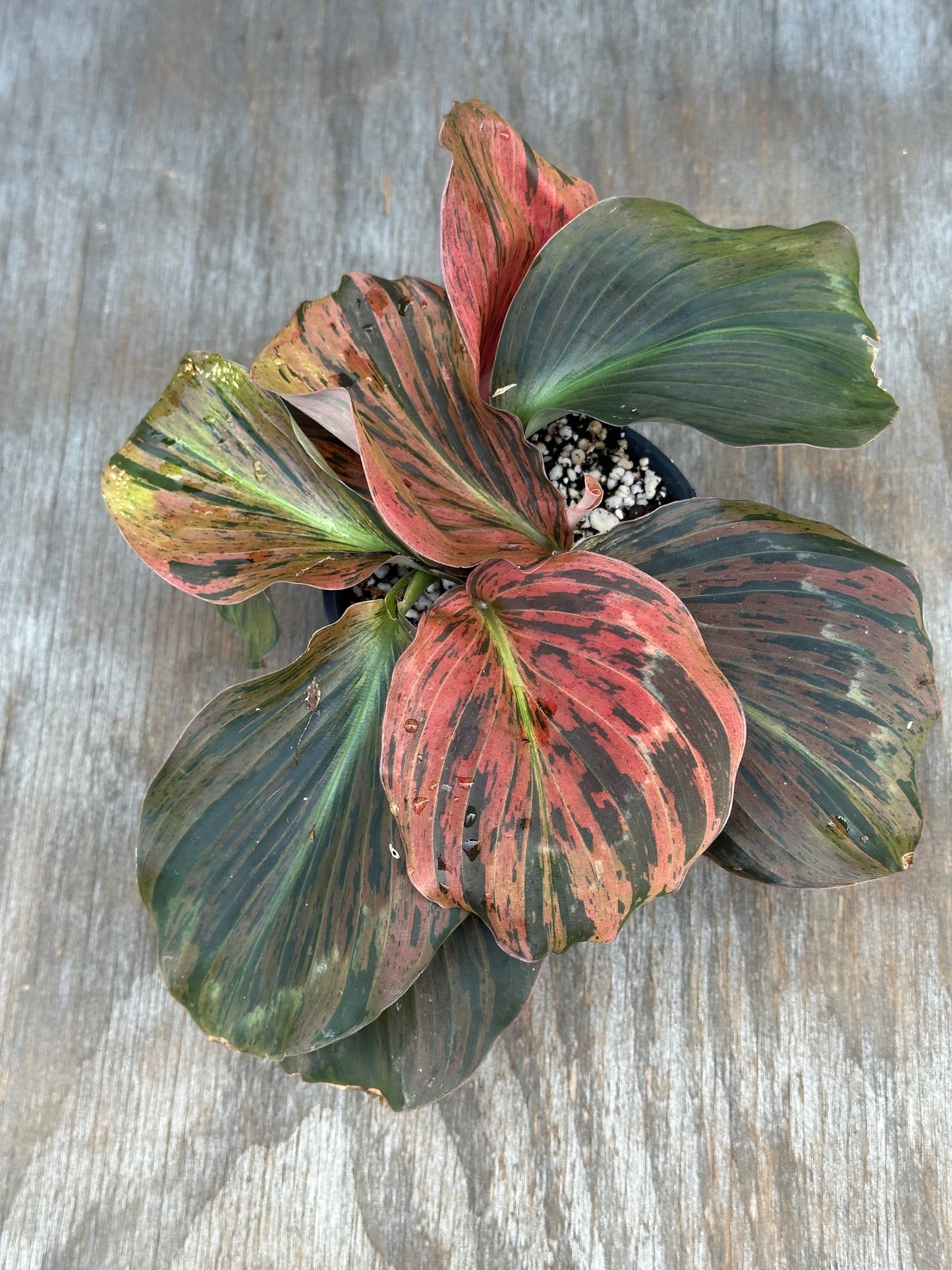 Kaempferia Pulchra Variegated Red