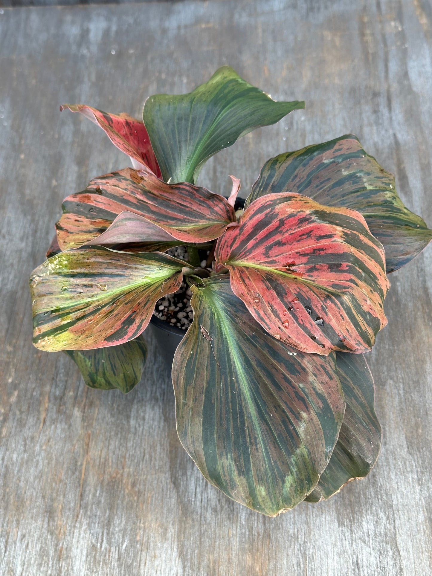 Kaempferia Pulchra Variegated Red