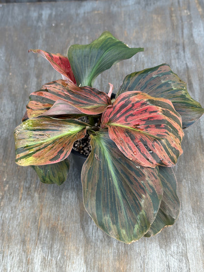 Kaempferia Pulchra Variegated Red