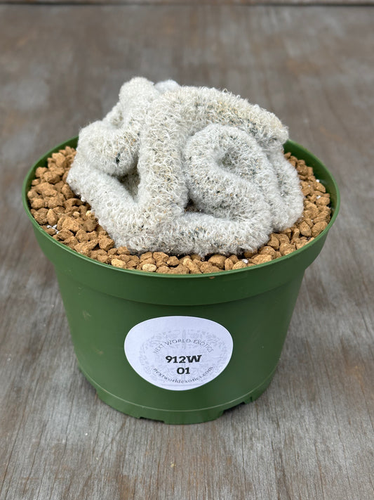 Mammillaria Albicoma Cristata cactus in a decorative pot, suitable for indoor display. Perfect for collectors of rare, exotic houseplants.