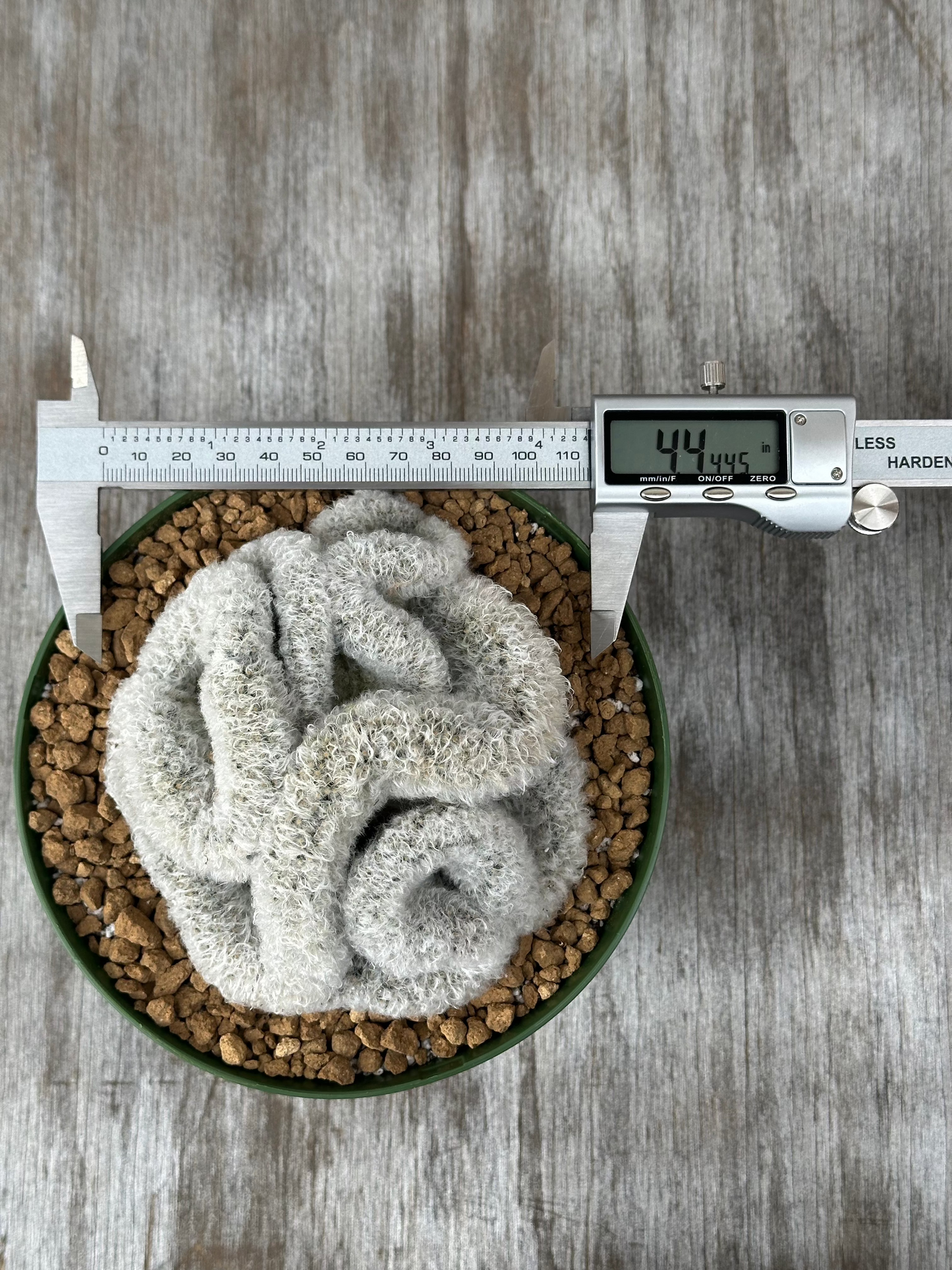 Caliper measuring Mammillaria Albicoma Cristata cactus in pot, showcasing precise growth for Next World Exotics' rare variegated tropical houseplants collection.