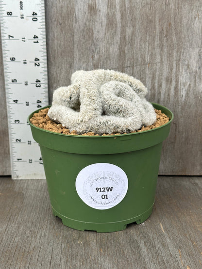 Mammillaria Albicoma Cristata cactus in a flowerpot, ideal for exotic houseplant collectors. Featured in Next World Exotics' rare plant collection.