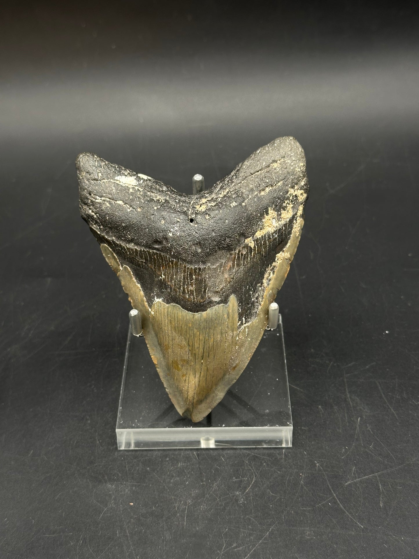 Megaladon Tooth Fossil 803WEB040