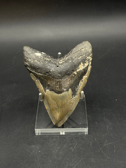 Megaladon Tooth Fossil 803WEB040
