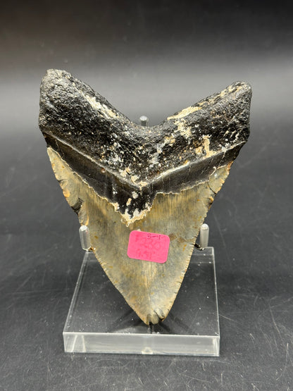 Megaladon Tooth Fossil 803WEB040