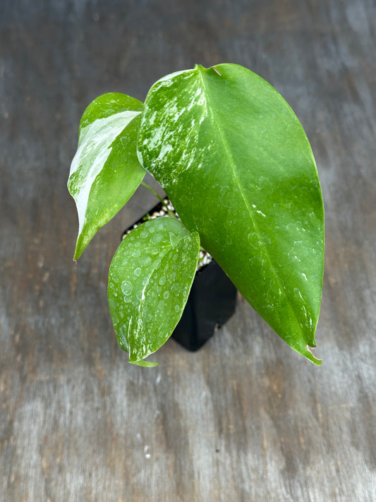 Monstera Albo
