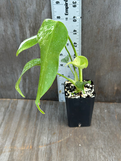 Monstera Albo