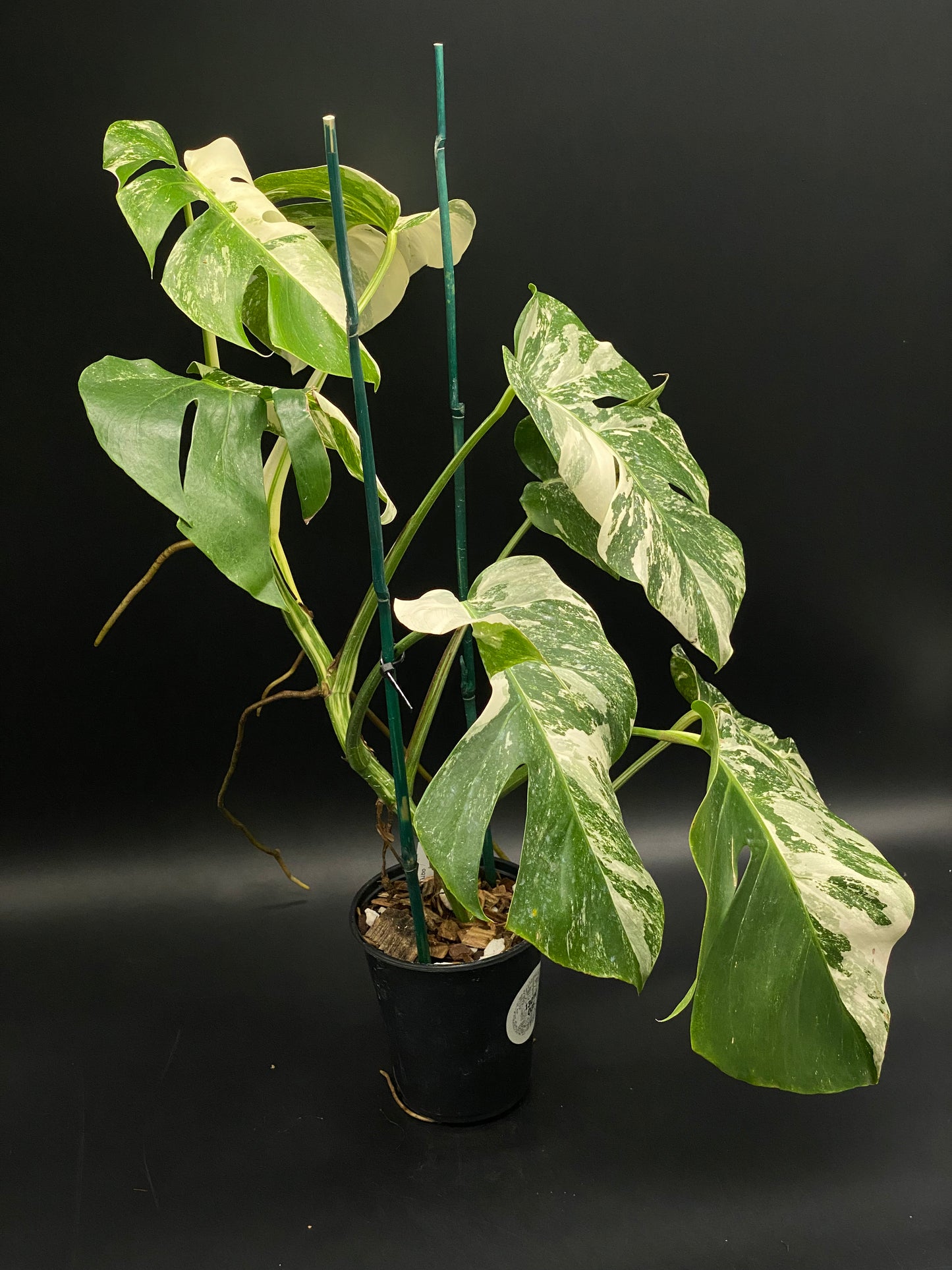 Monstera 'Albo' [Wagyu] plant in a black pot, showcasing large, lobed leaves with green and creamy-white marbling, supported by stakes.