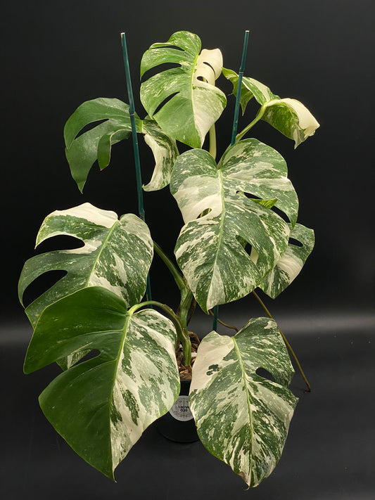 Monstera 'Albo' [Wagyu] plant with large fenestrated leaves, featuring striking creamy white and green marbling, ideal for exotic houseplant enthusiasts.