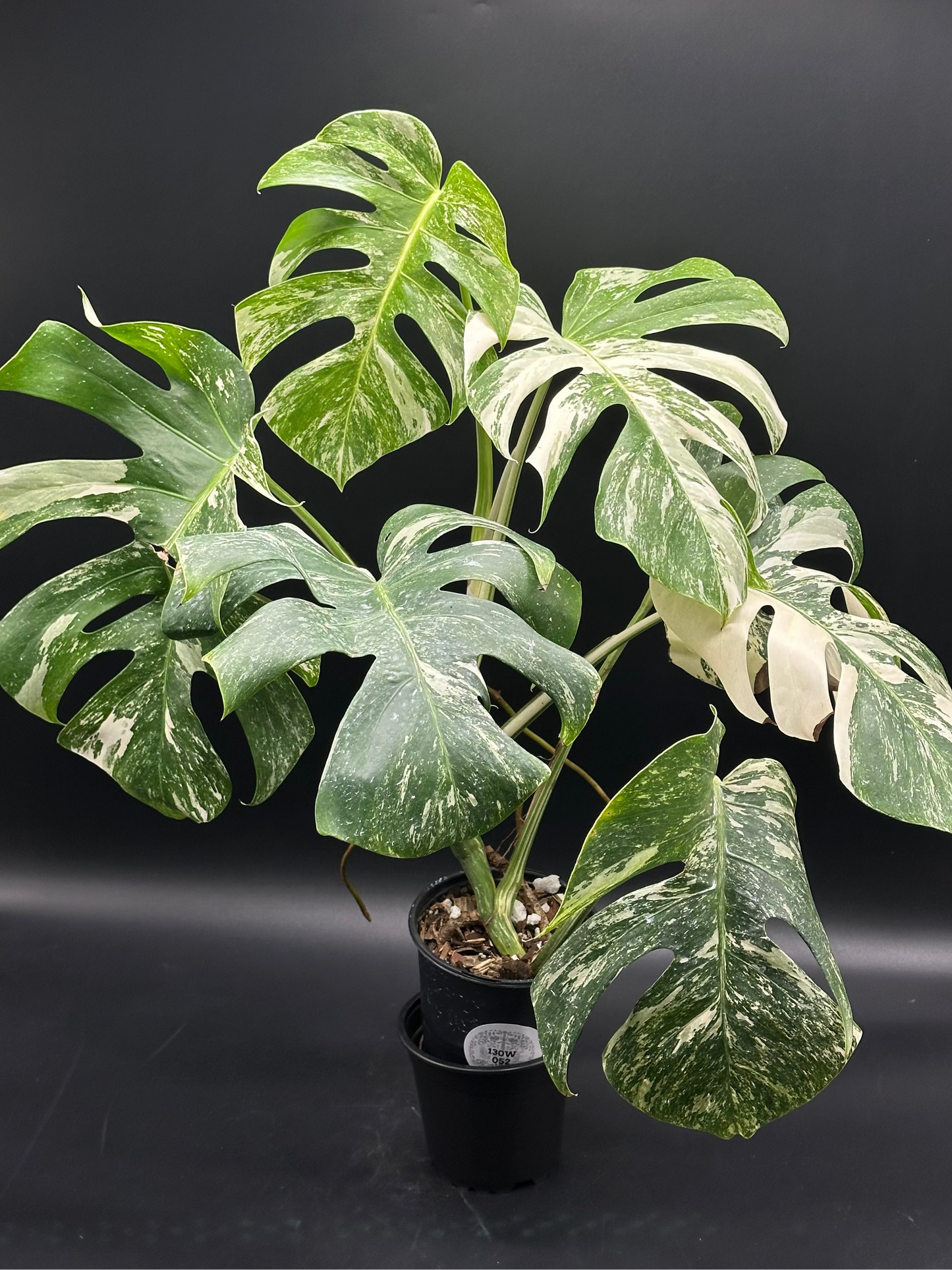 Monstera 'Albo' [Wagyu] (130W052)