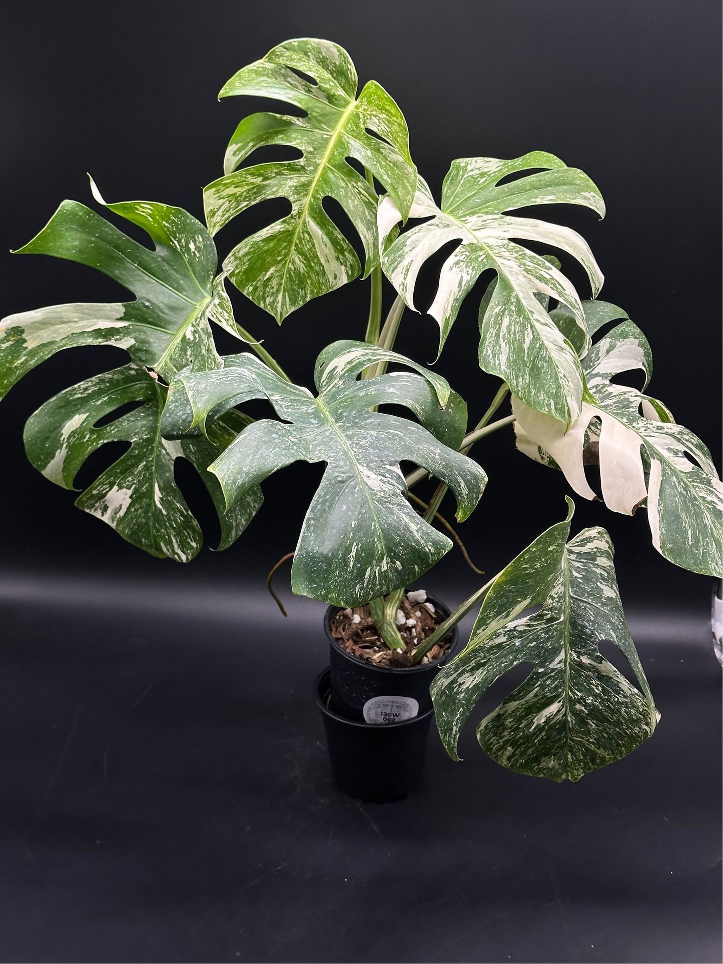 Monstera 'Albo' [Wagyu] (130W052)