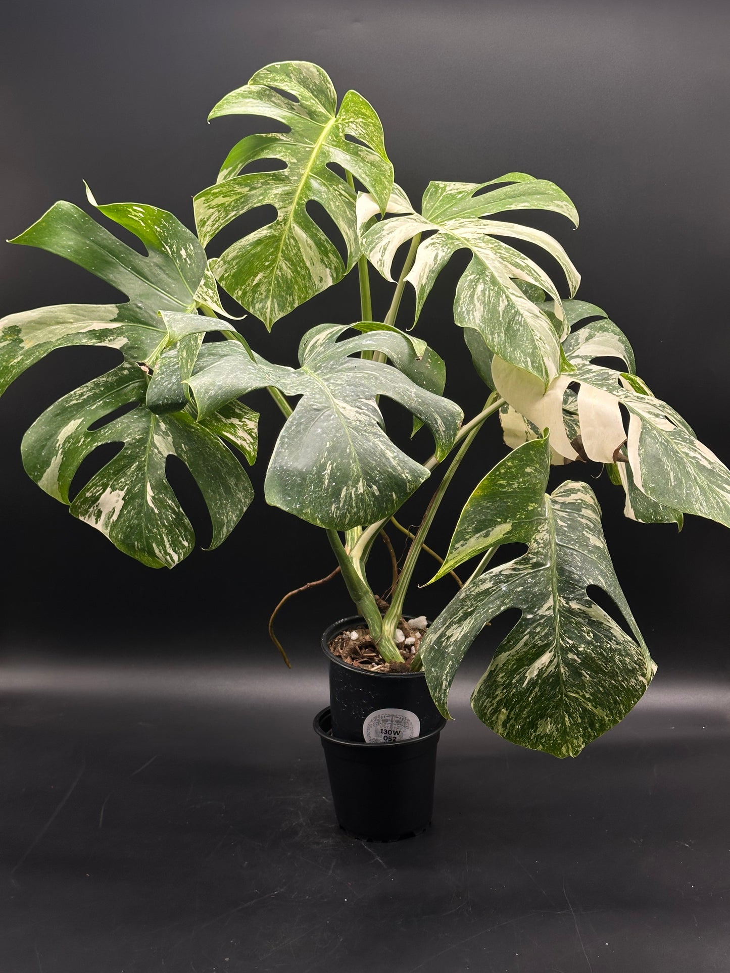 Monstera 'Albo' [Wagyu] with striking split leaves featuring green-white marbling, growing from a single plastic nursery pot, showcasing its rare variegated beauty.