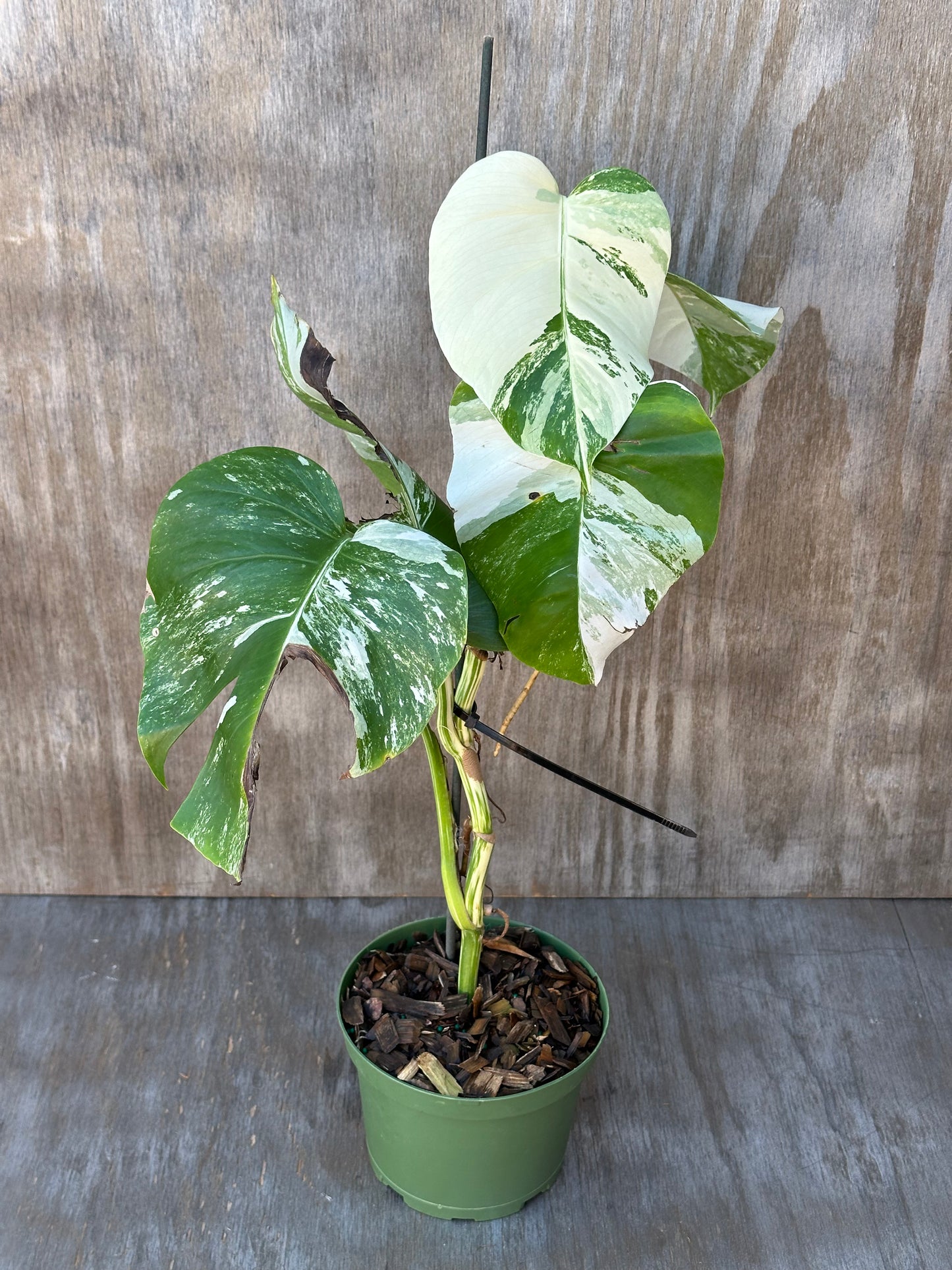 Monstera Borsigiana 'Albo' in a 6-inch pot, showcasing variegated green and white leaves, ideal for exotic houseplant enthusiasts.