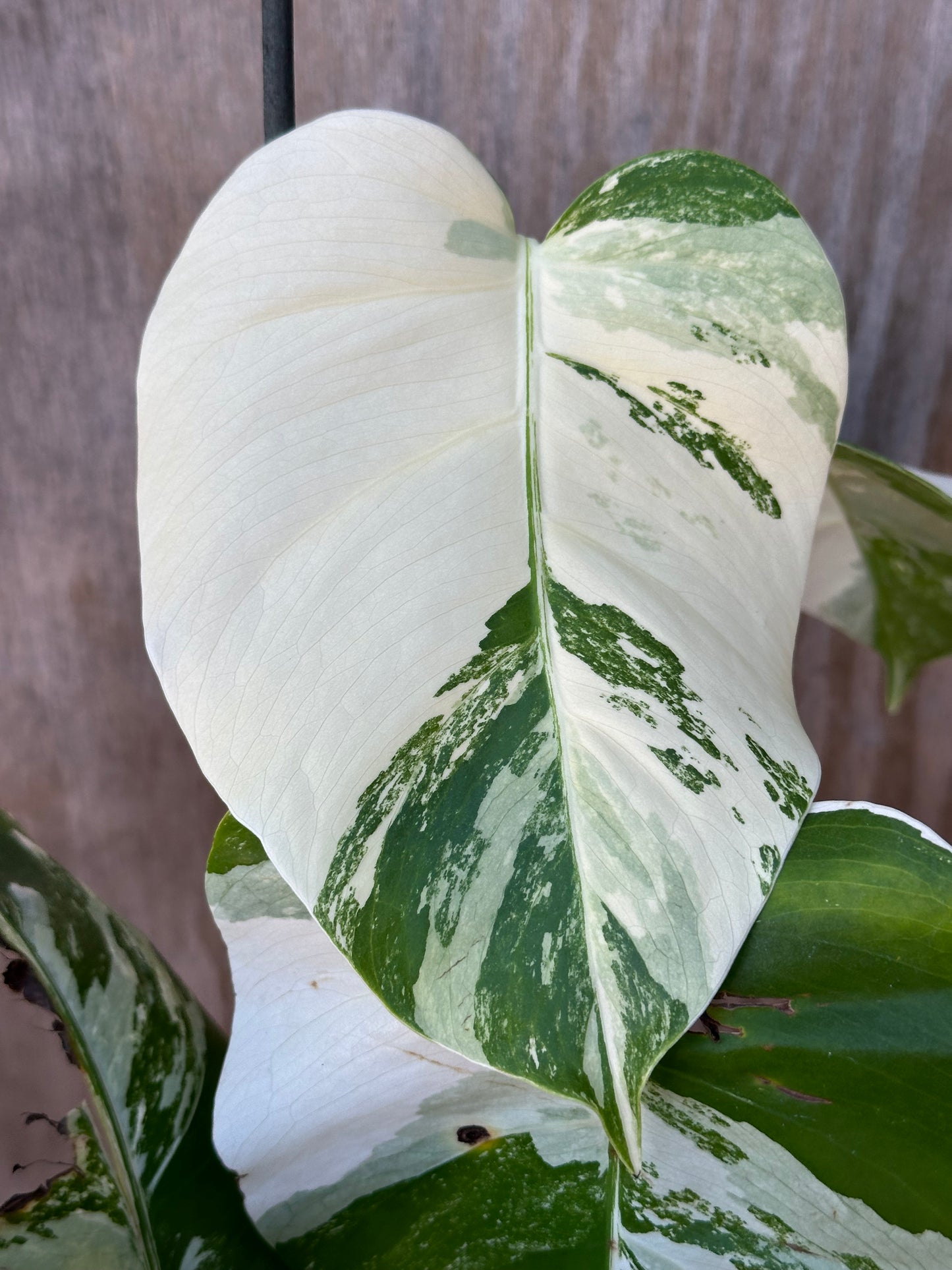 Close-up of a Monstera Borsigiana 'Albo' leaf from a small form plant in a 6-inch pot, showcasing its intricate variegation.