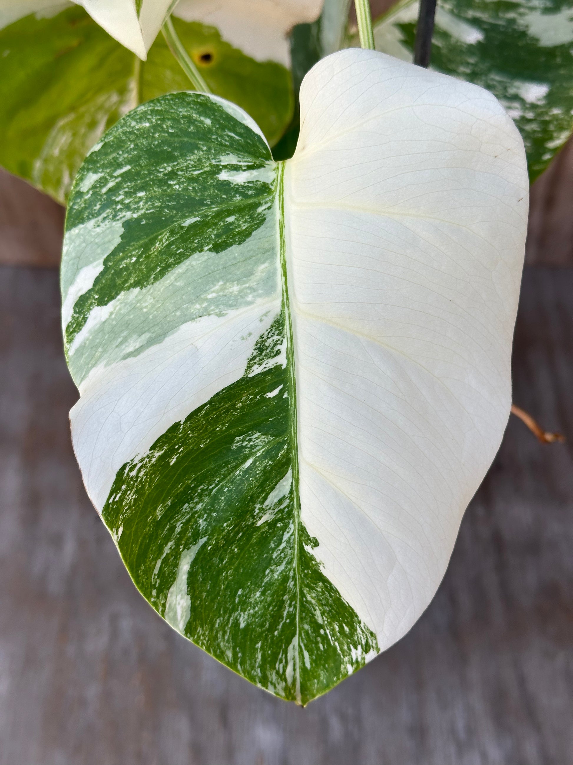 Close-up of a Monstera Borsigiana 'Albo' leaf, highlighting its variegated pattern, in a 6-inch pot from Next World Exotics.