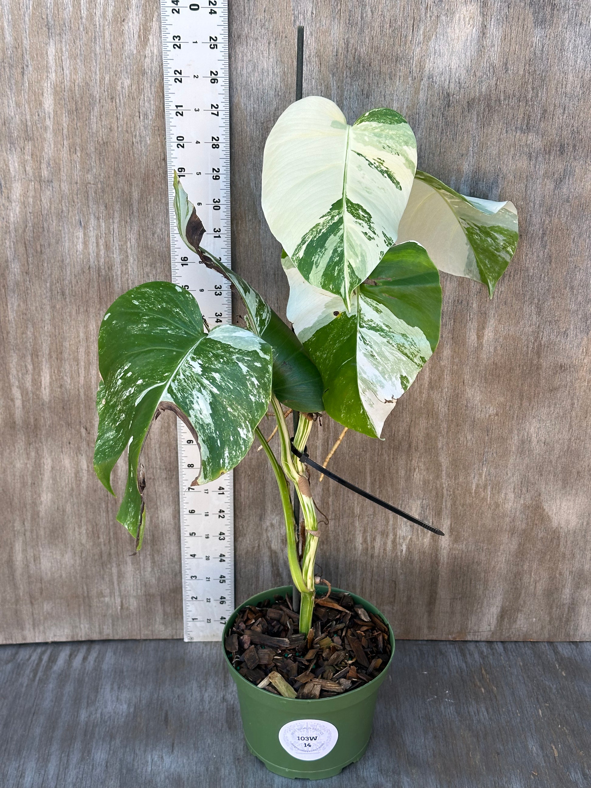 Monstera Borsigiana 'Albo' in a 6-inch pot, shown next to a ruler for scale.