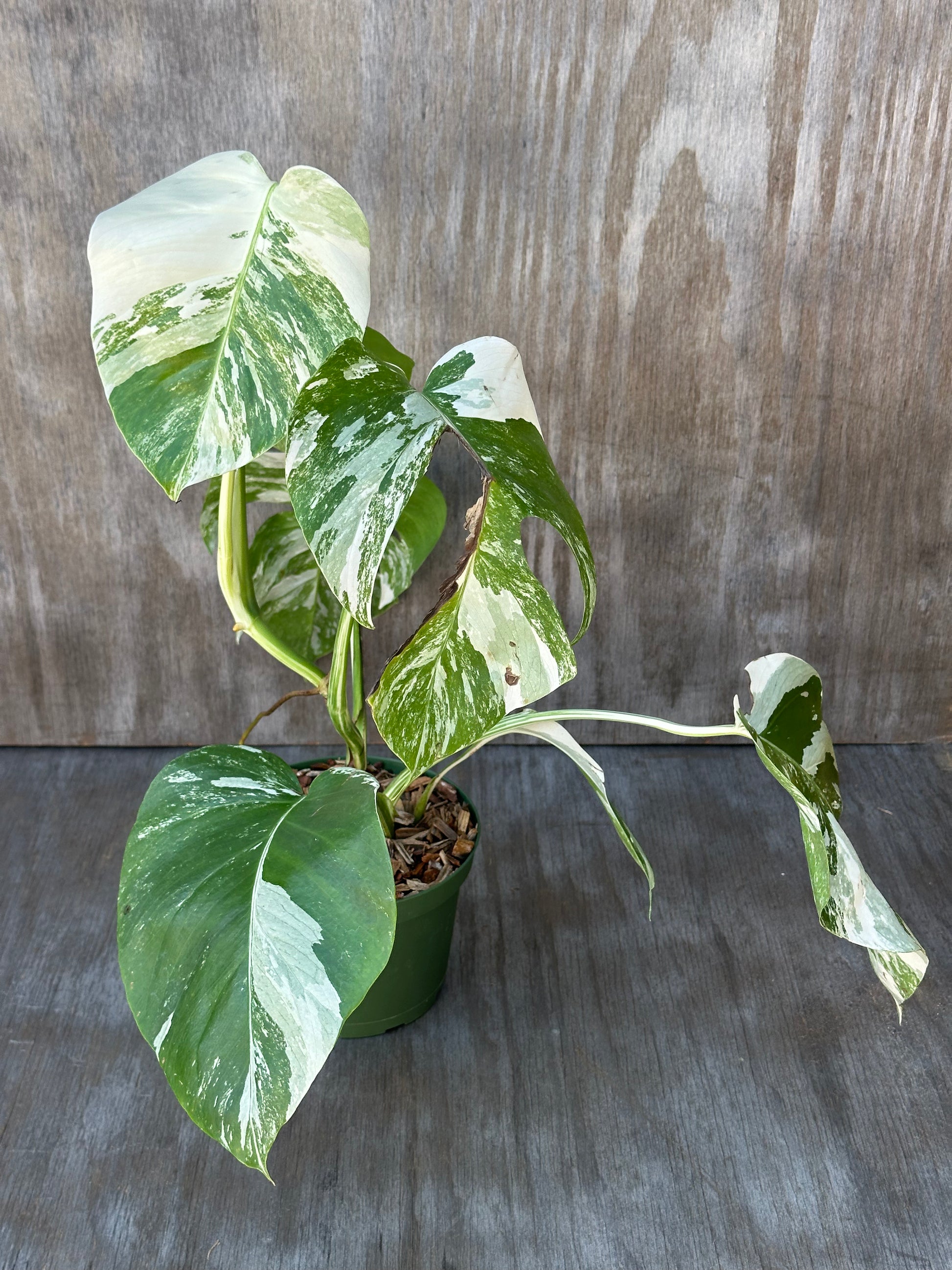 Monstera Borsigiana 'Albo' in a 6-inch pot, showcasing variegated green and white leaves. Ideal for exotic houseplant enthusiasts.