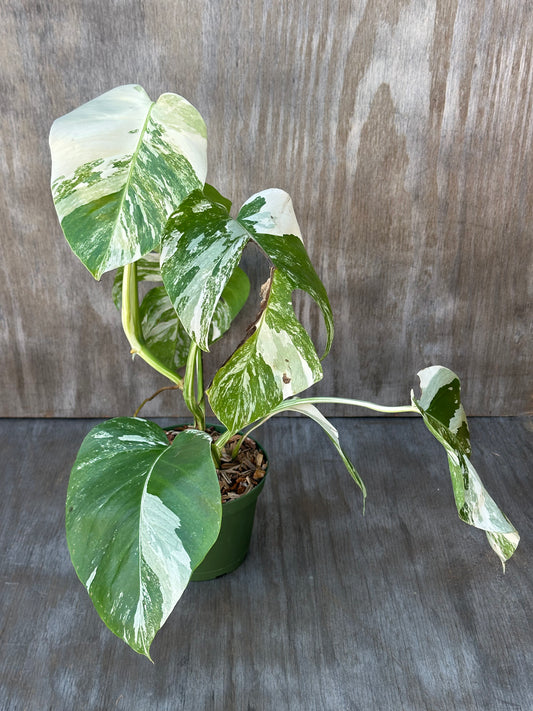 Monstera Borsigiana 'Albo' in a 6-inch pot, showcasing variegated green and white leaves. Ideal for exotic houseplant enthusiasts.