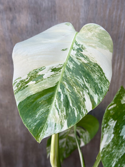 Close-up of a Monstera Borsigiana 'Albo' leaf in a 6-inch pot from Next World Exotics, showcasing its detailed texture.