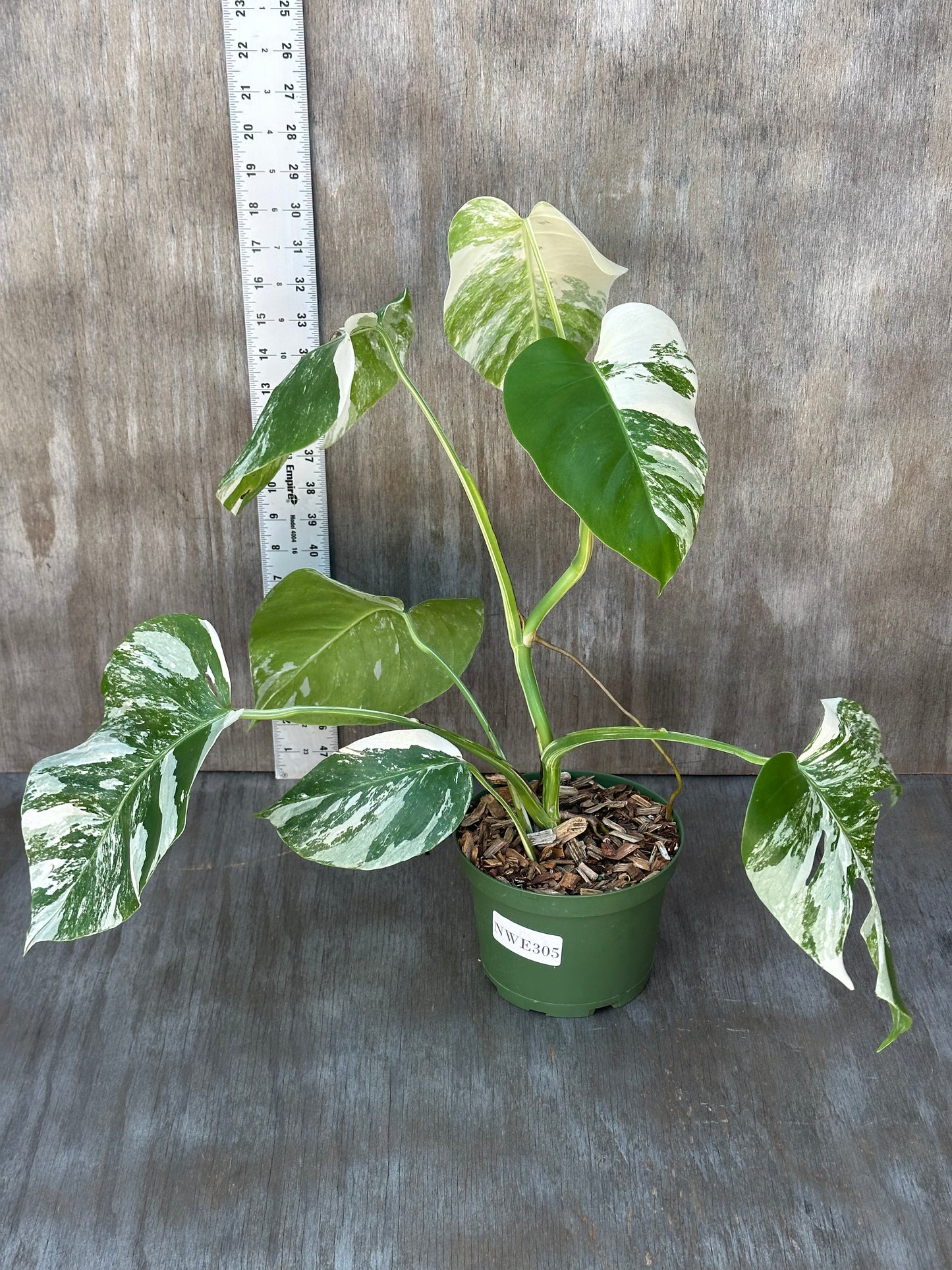 Monstera Borsigiana 'Albo' in a 6-inch pot, showcasing its variegated green and white leaves. Perfect for collectors of rare tropical houseplants.