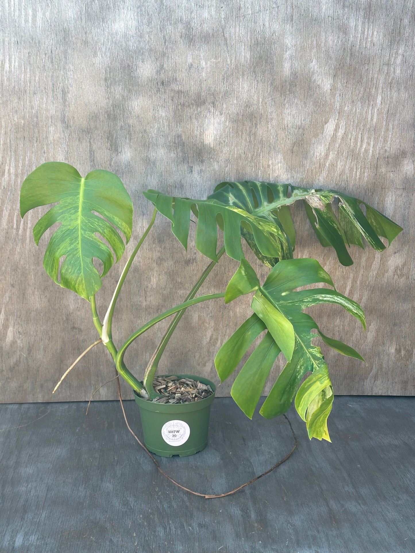 Monstera Borsigiana 'Aurea' in a 6-inch pot with visible leaves and a label, showcased for rare plant enthusiasts at Next World Exotics.