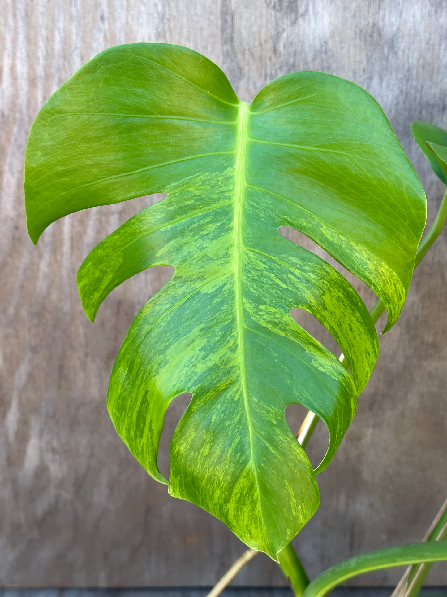 Monstera Borsigiana 'Albo' close-up, showcasing a vibrant green leaf detail, highlighting its variegated pattern. Ideal for collectors of rare tropical houseplants.