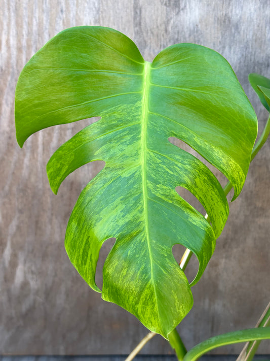 Monstera Borsigiana 'Albo' close-up, showcasing a vibrant green leaf detail, highlighting its variegated pattern. Ideal for collectors of rare tropical houseplants.