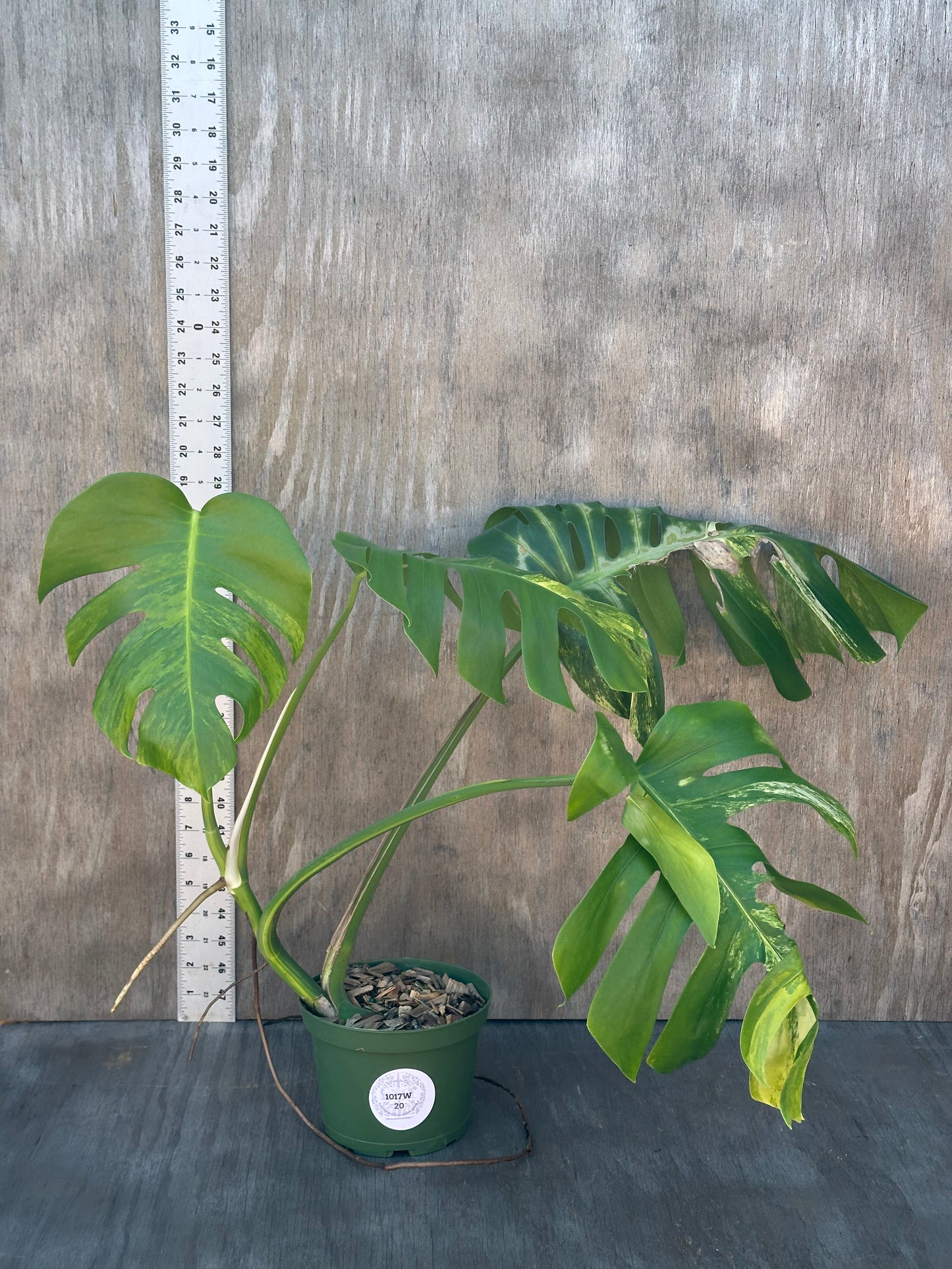 Monstera Borsigiana 'Aurea' in a 6-inch pot with visible ruler for scale, showcasing its unique variegated leaves, ideal for plant enthusiasts.