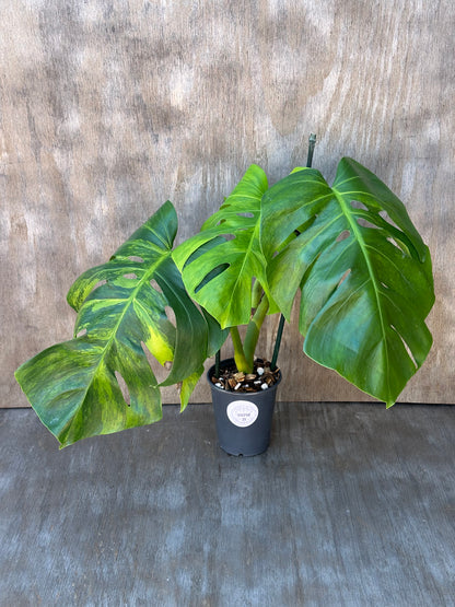 Monstera Borsigiana 'Green On Green' in a 6-inch pot, showcasing its lush, distinctive leaves. Ideal for plant enthusiasts seeking rare tropical houseplants.