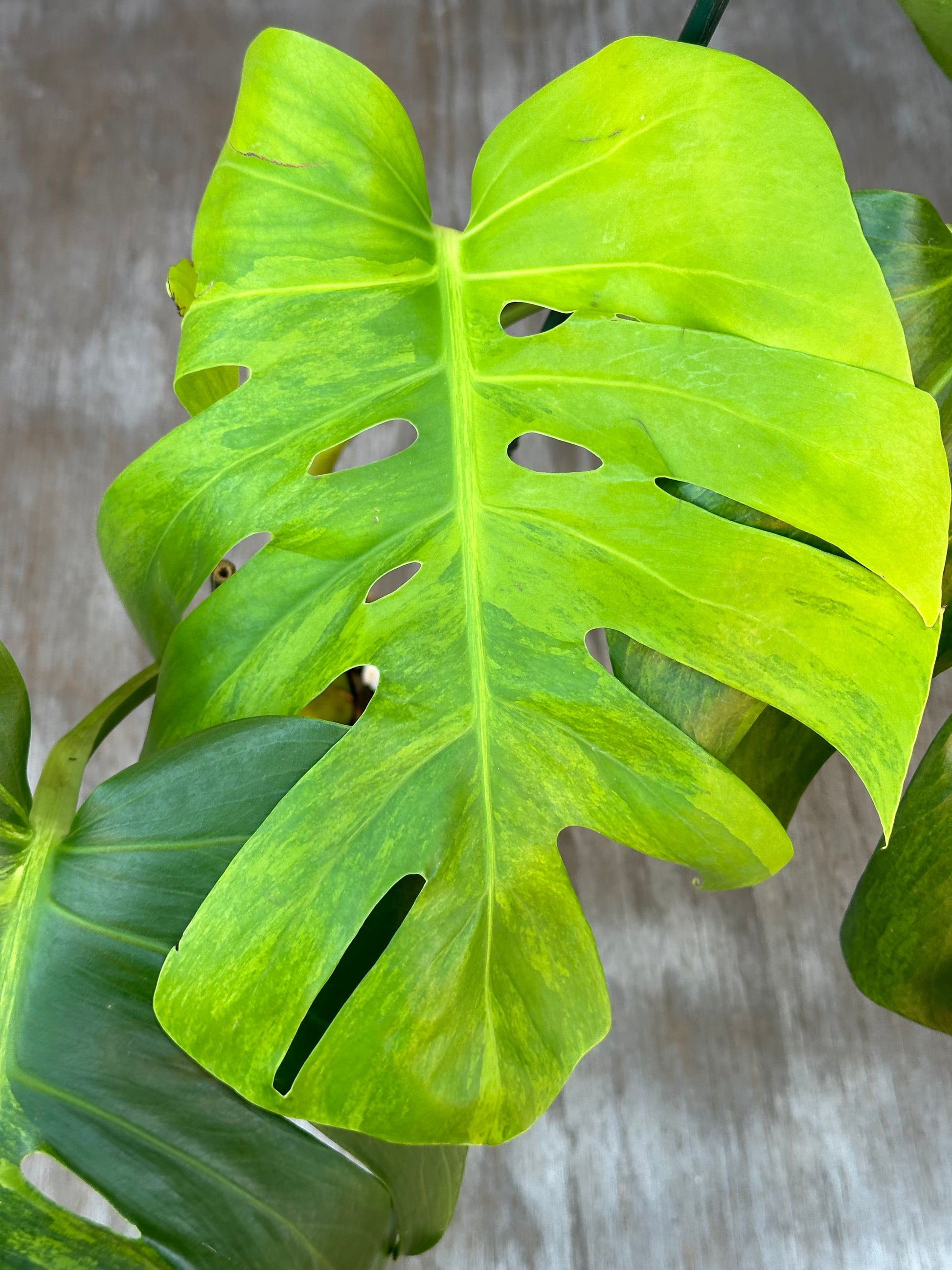 Close-up of a Monstera Borsigiana 'Green on Green' leaf, showcasing its texture in a 6-inch pot. Suitable for rare plant enthusiasts.