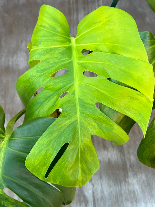 Close-up of a Monstera Borsigiana 'Green on Green' leaf, showcasing its texture in a 6-inch pot. Suitable for rare plant enthusiasts.