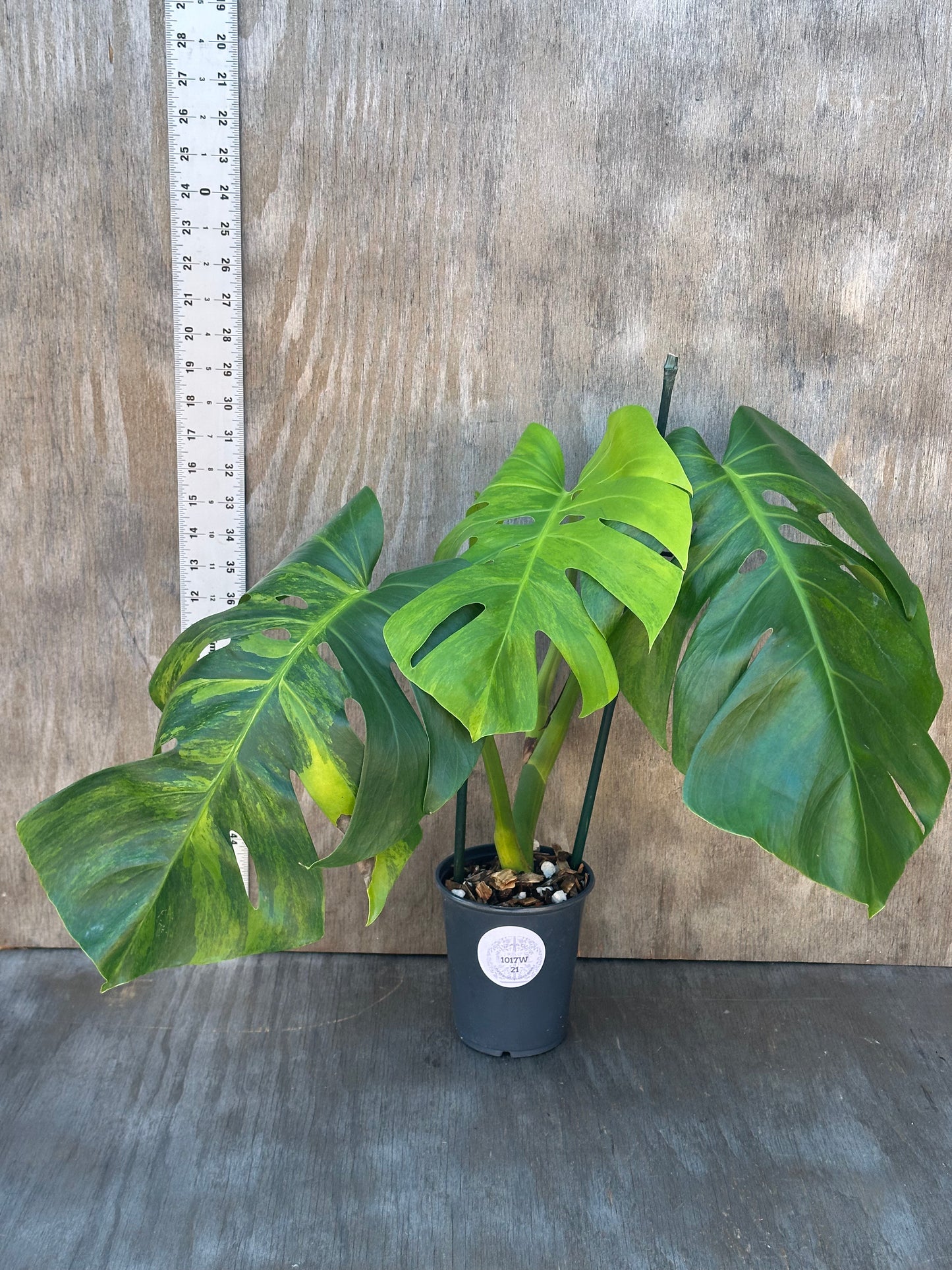 Monstera Borsigiana 'Green On Green' in a 6-inch pot, showcasing lush foliage, ideal for exotic houseplant enthusiasts.