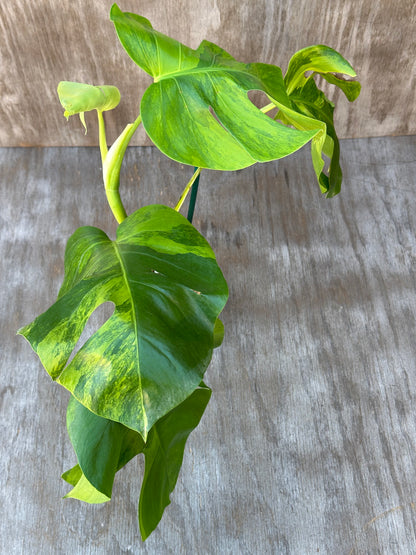 Monstera Borsigiana 'Green on Green' in a 6-inch pot with large, detailed leaves, perfect for exotic houseplant collections.