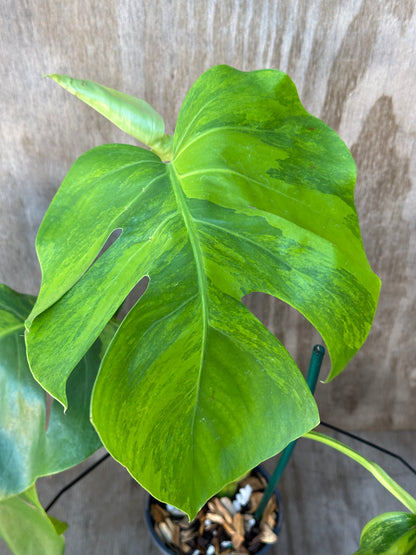 Close-up of a Monstera Borsigiana 'Green on Green' leaf in a 6-inch pot, showcasing its detailed texture.