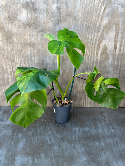 Monstera Borsigiana 'Green on Green' in a 6-inch pot, showcasing lush, vibrant leaves. Perfect for home decor and plant enthusiasts.