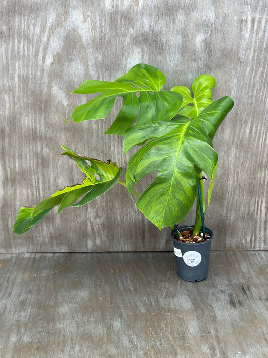 Monstera Borsigiana 'Green On Green' in a decorative pot, showcasing lush, split leaves. Ideal for houseplant enthusiasts and exotic plant collectors.