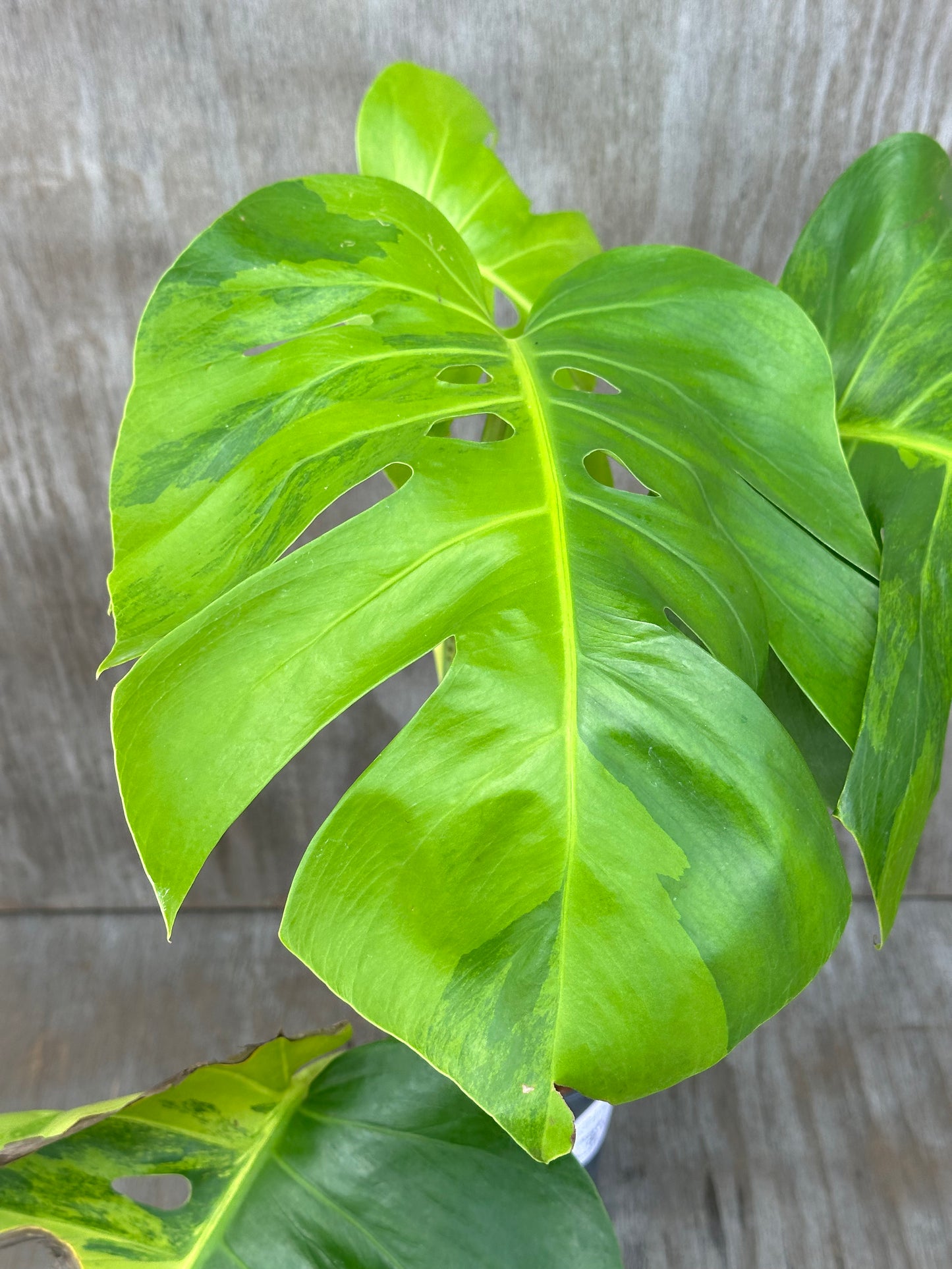 Close-up of Monstera Borsigiana 'Green On Green' leaf, showcasing its intricate texture and vibrant health, part of Next World Exotics' rare plant collection.