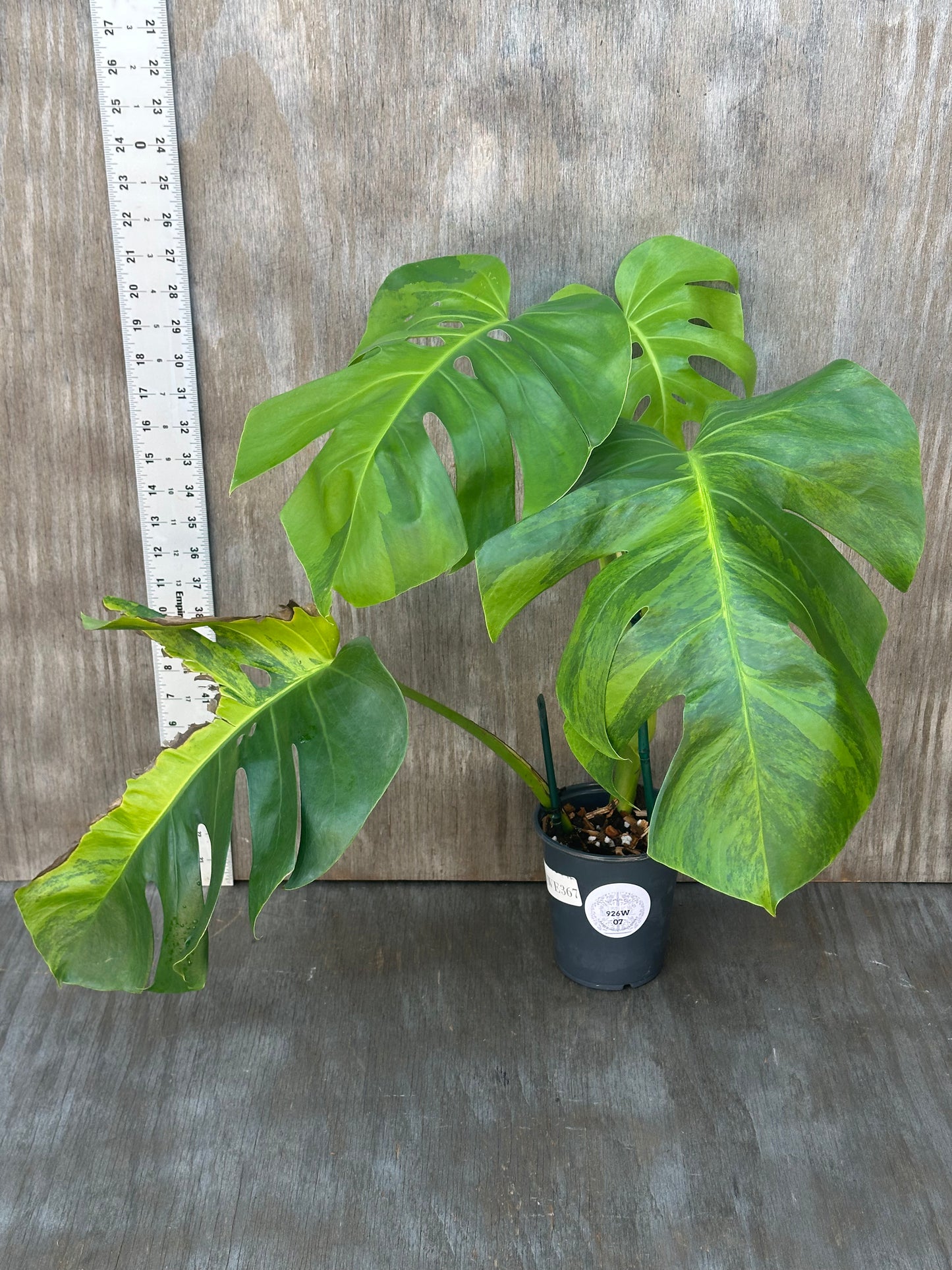 Monstera Borsigiana 'Green On Green' in a pot, featuring large green leaves, placed on a table with a visible ruler for scale.