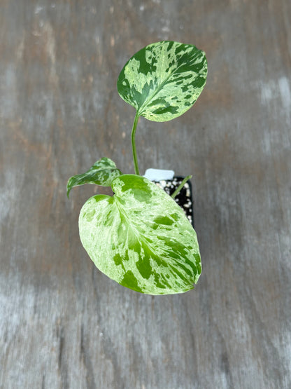 Monstera Bulbasaur
