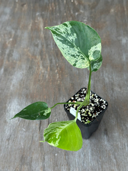 Monstera Bulbasaur
