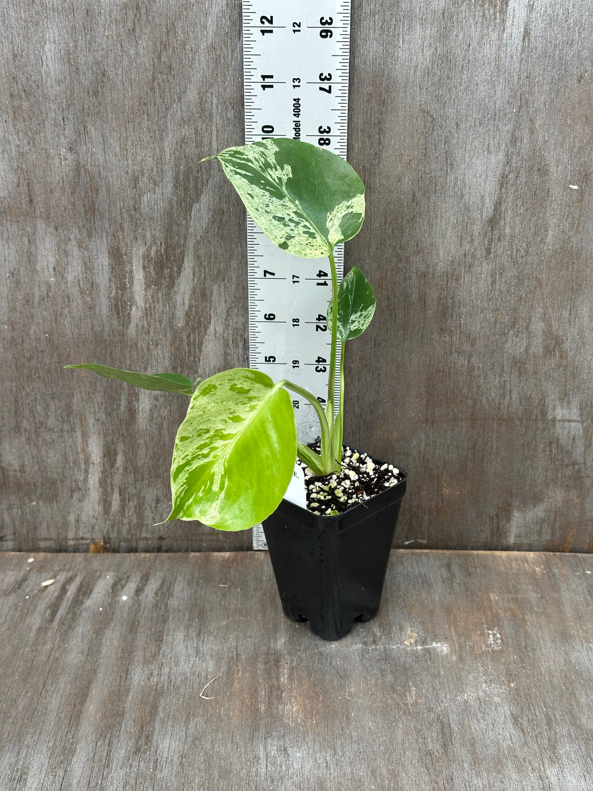 Monstera Bulbasaur