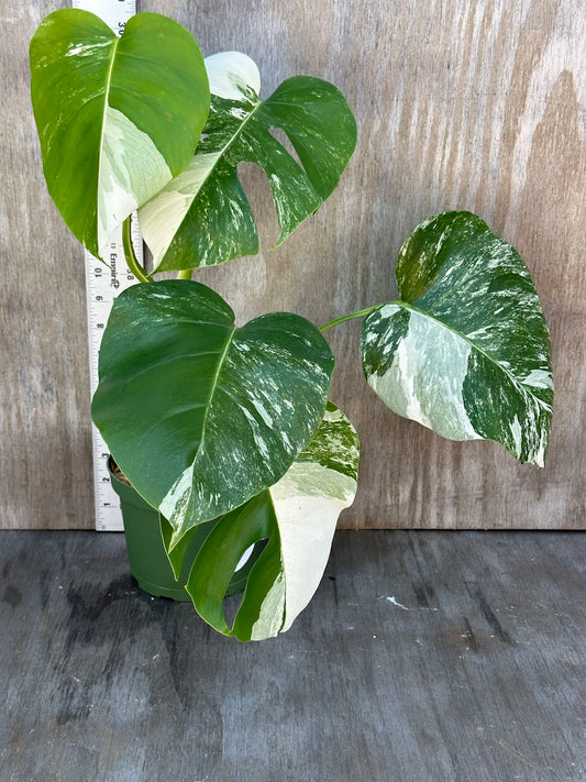 Monstera Deliciosa 'Albo' (Small Form) in an 8-inch pot, showcasing large leaves with striking neon yellow-green variegation against darker green.