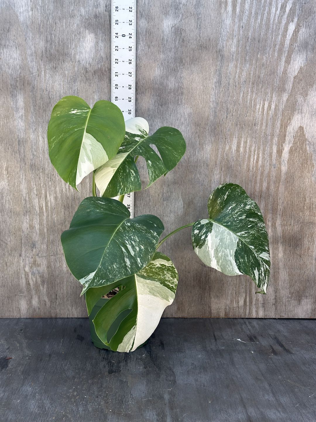 Monstera Deliciosa 'Albo' (Small Form) in 8-inch pot, featuring white and green variegated leaves with a ruler for size reference.