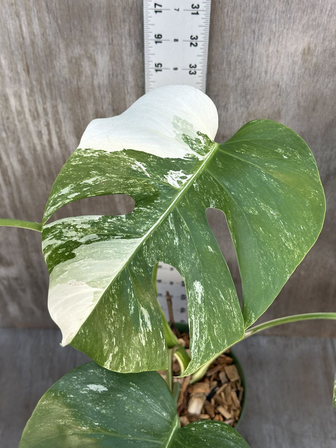 Close-up of Monstera Deliciosa 'Albo' (Small Form) in an 8-inch pot, showcasing its distinctive variegated green and white leaves.